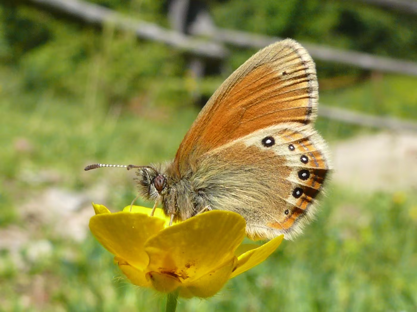 Coenonympha darwiniana
