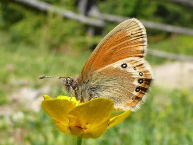 Coenonympha darwiniana