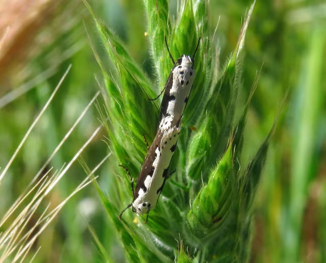 Ethmia bipunctella