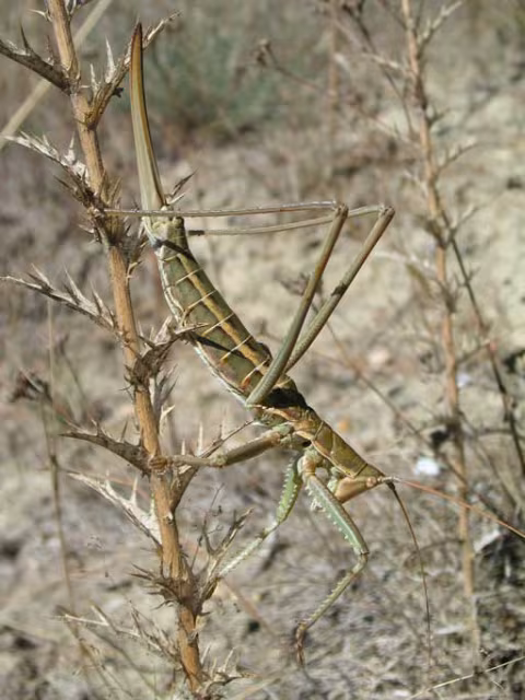 Stregona dentellata