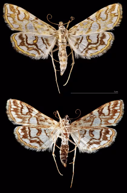 Elophila nymphaeata