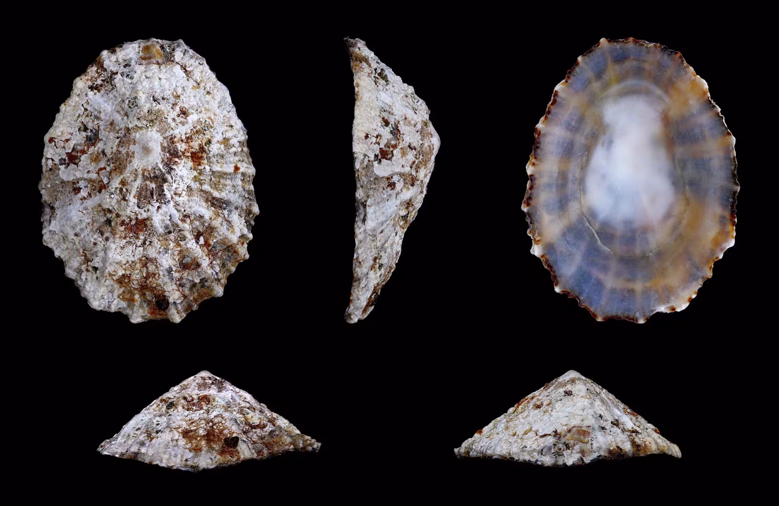 patella comune