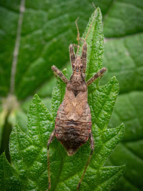 Himacerus apterus