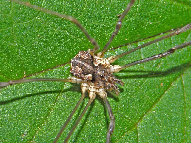 Dasylobus argentatus