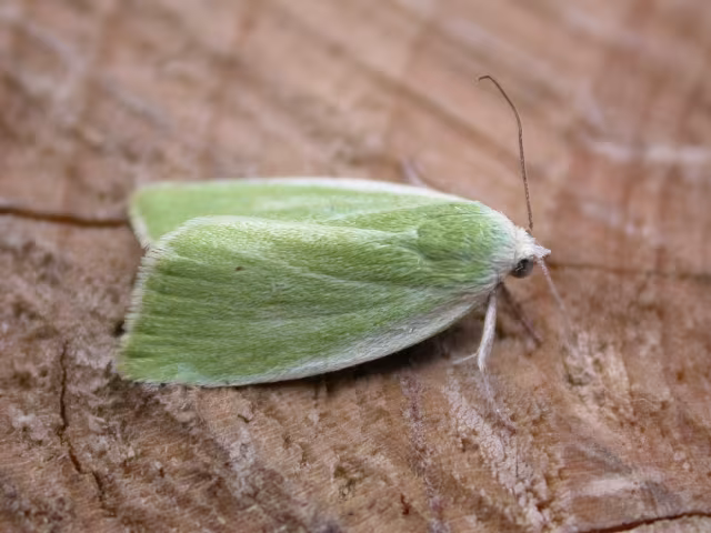 Earias clorana