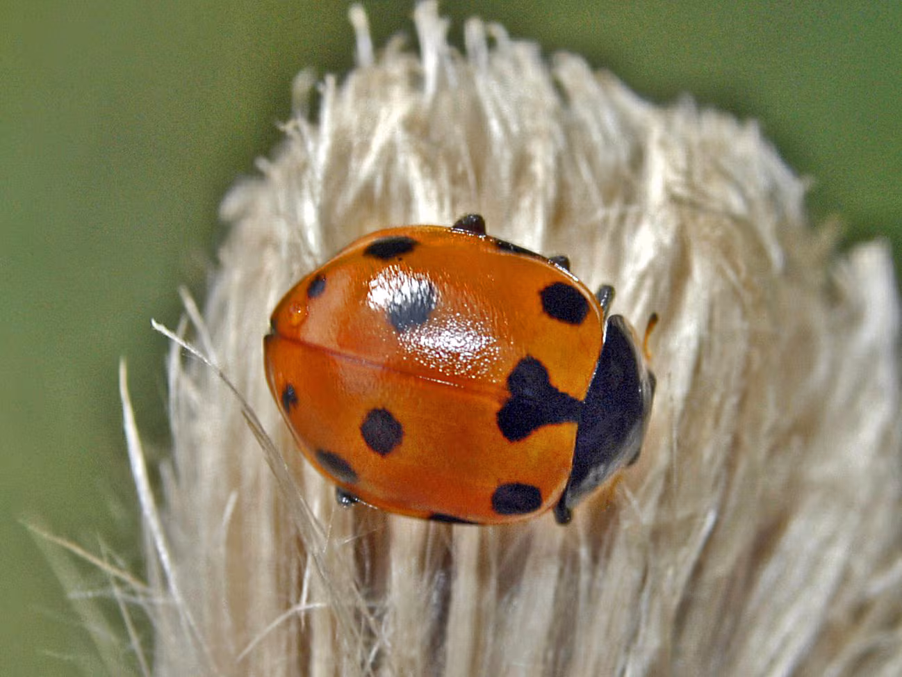Ceratomegilla undecimnotata