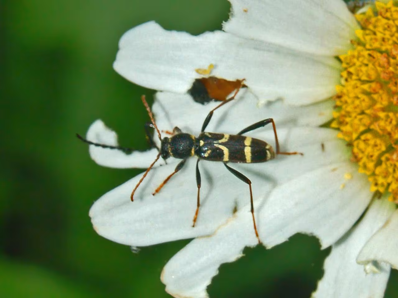 Clytus rhamni
