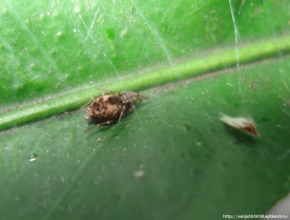 Dictyna uncinata