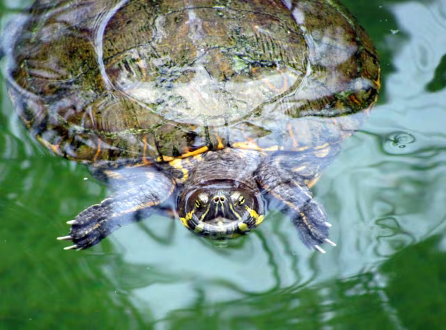 Testuggine scivolatrice mesoamericana orientale