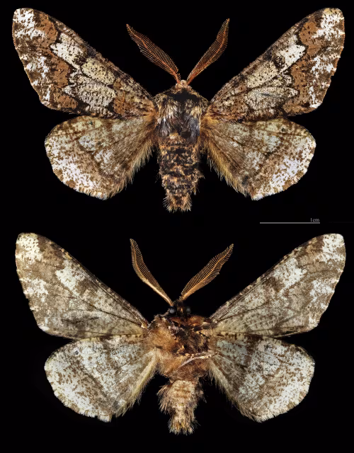 Biston strataria
