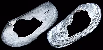 Lutraria magna
