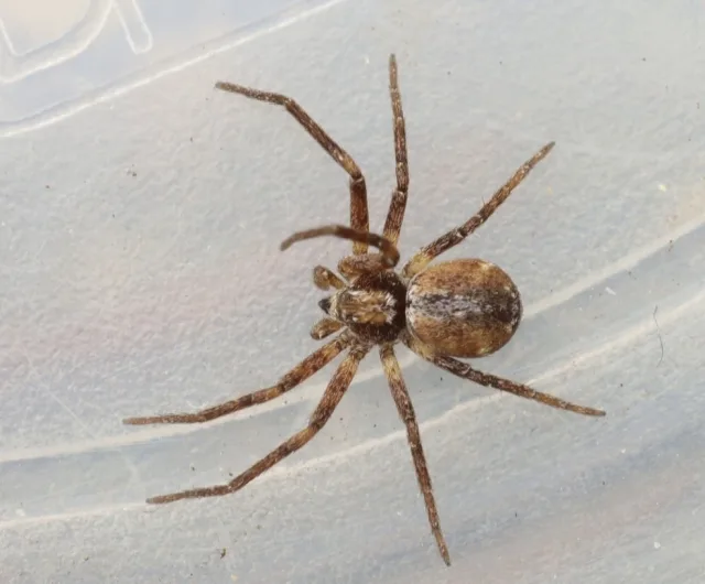 Philodromus collinus