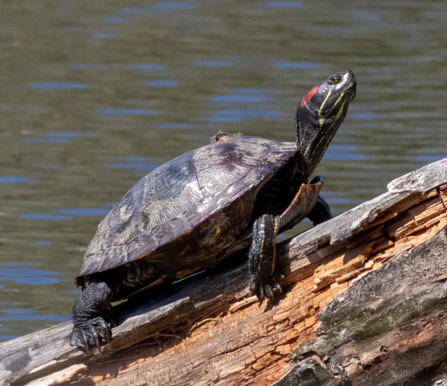 Testuggine palustre americana