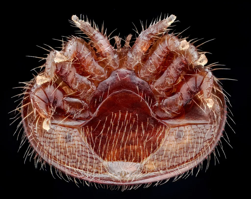 Varroa destructor
