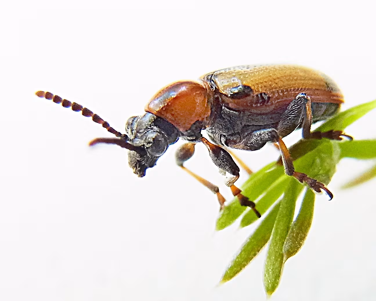 Crioceris paracenthesis