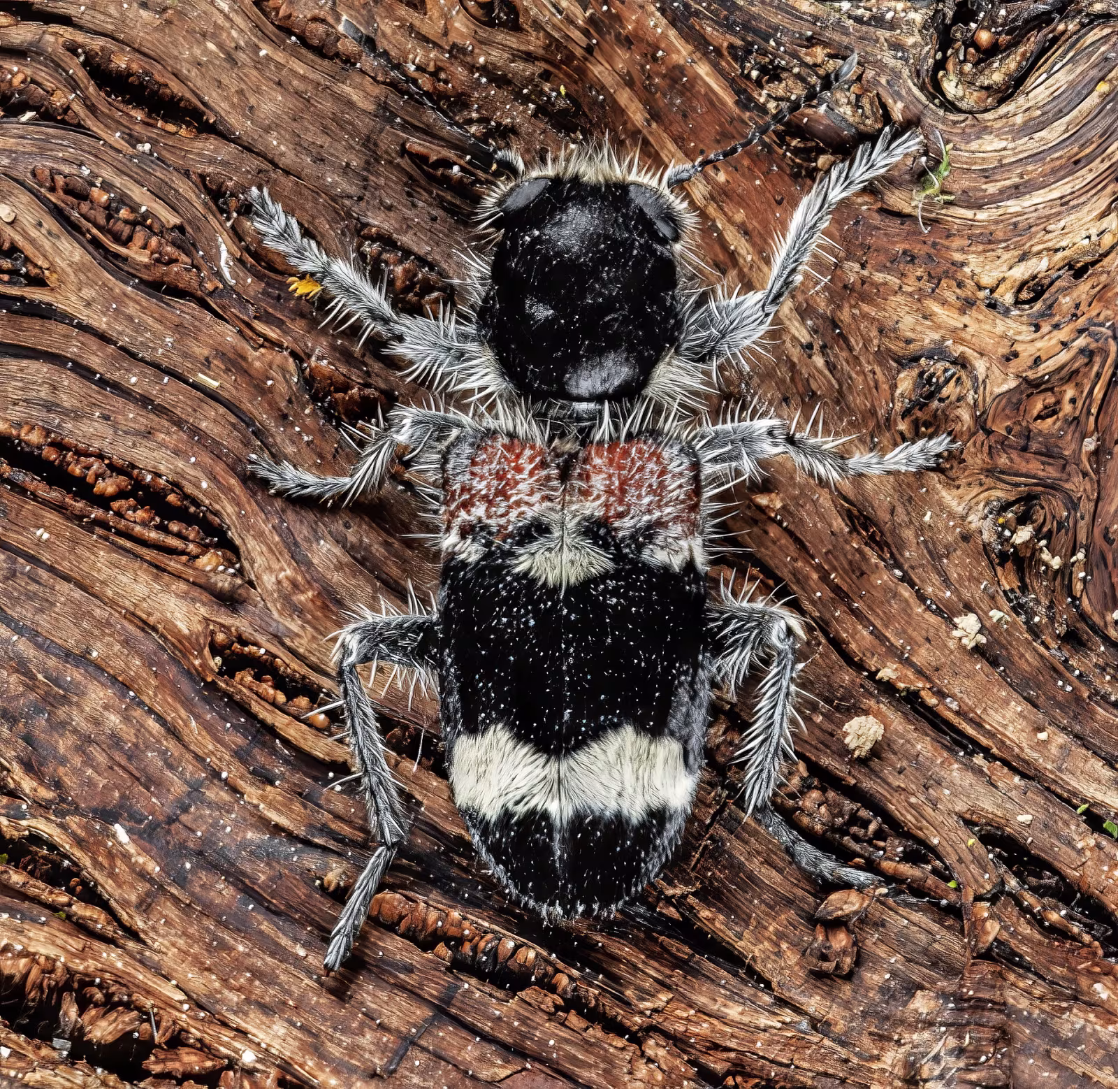 Clerus mutillarius