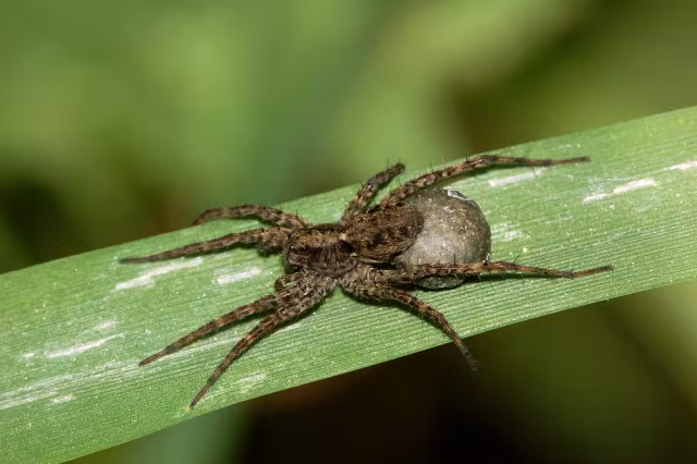 Pardosa lugubris