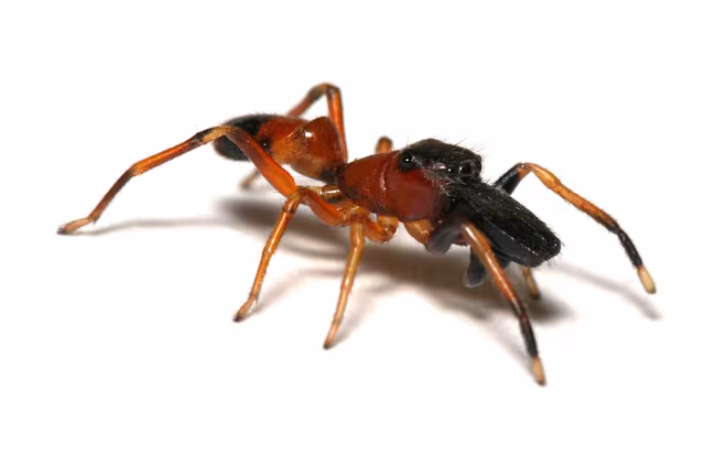 Myrmarachne formicaria
