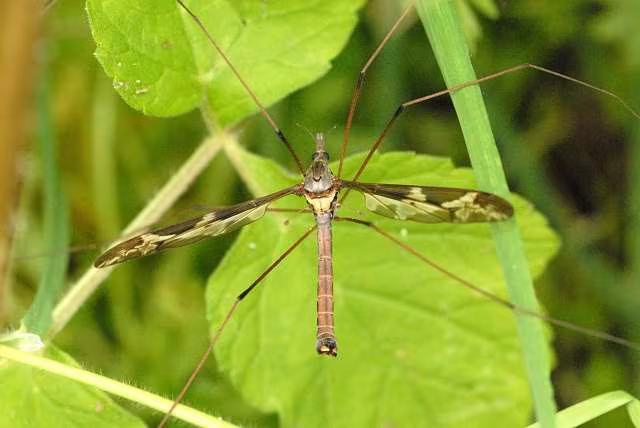 Tipula maxima