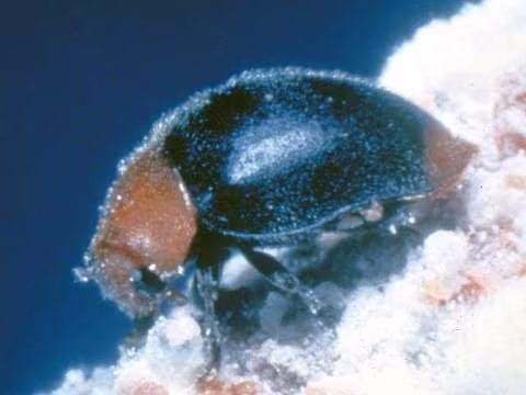 Cryptolaemus montrouzieri