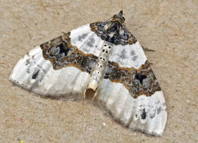Cosmorhoe ocellata