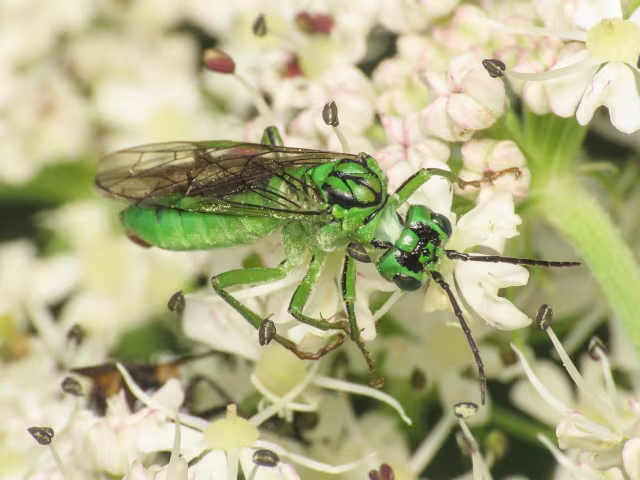 Tenthredo olivacea