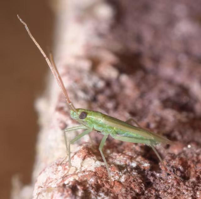 Trigonotylus caelestialium