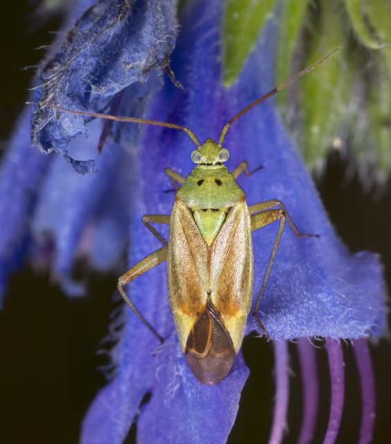 Closterotomus norwegicus