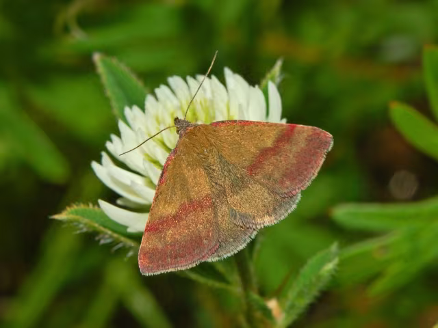 Phytometra viridaria