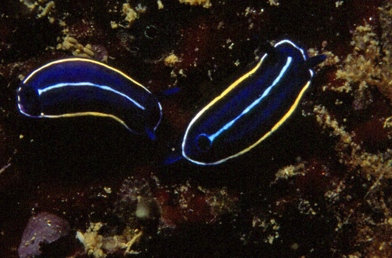 Doride celeste