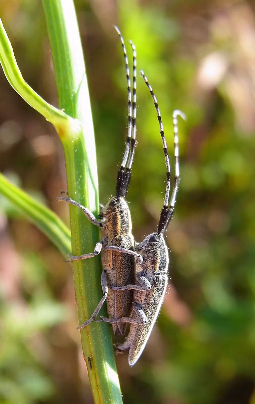 striped thistle longhorn beetle