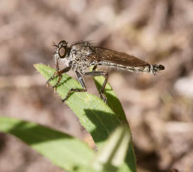 Tolmerus atricapillus
