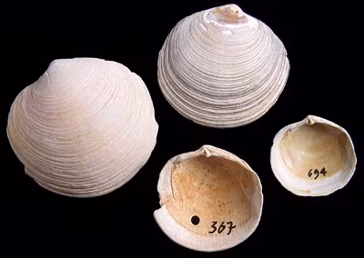 Lucinoma borealis