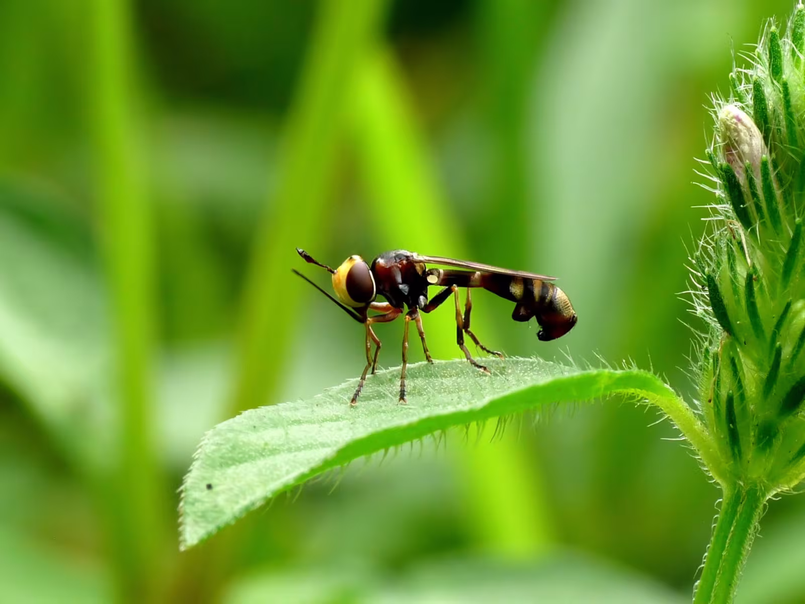 Physocephala vittata