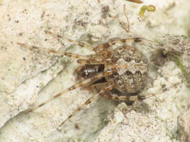 Theridion betteni