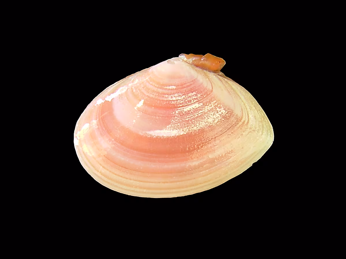 Tellina sottile
