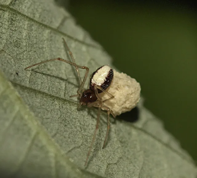 Neottiura bimaculata