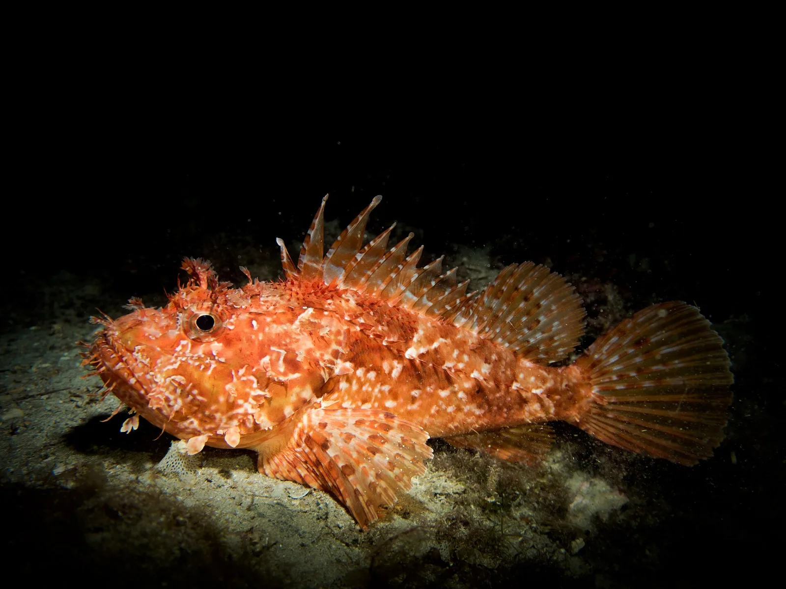 Scorfano rosso mediterraneo