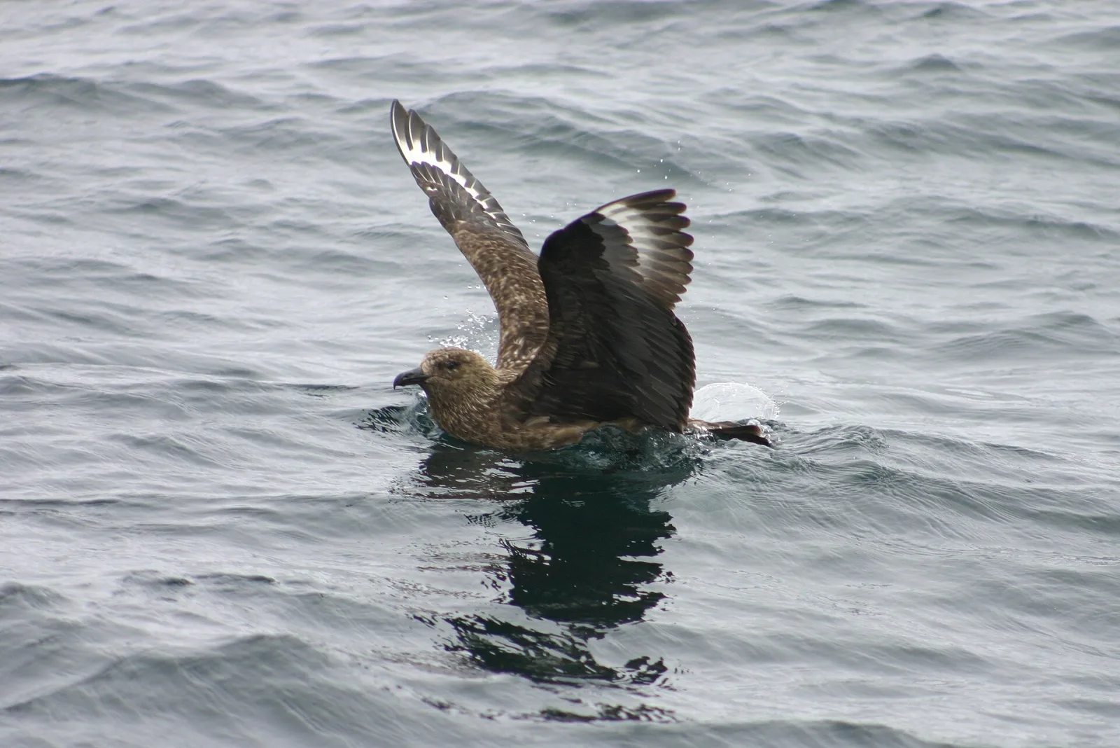 Great Skua