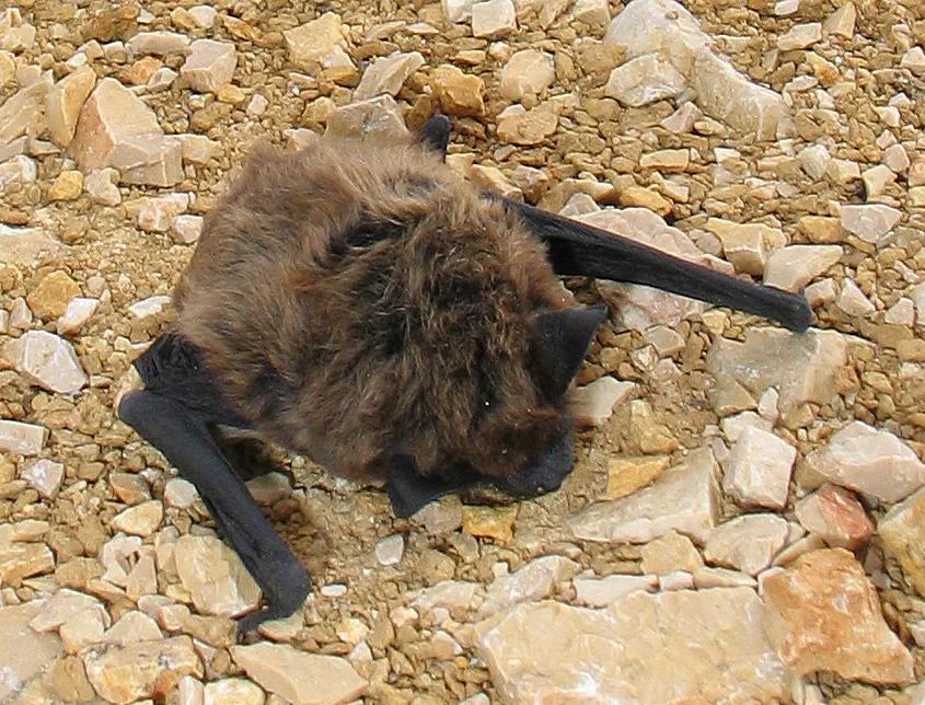 Pipistrello del Savi