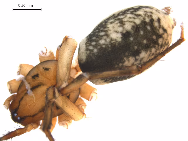 Nomisia aussereri
