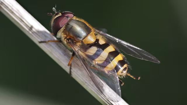 Syrphus torvus