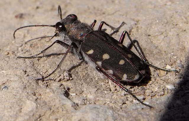 Cicindela dei litorali
