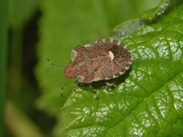 Dyroderes umbraculatus