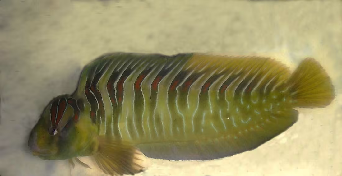 Bavosa basilisco