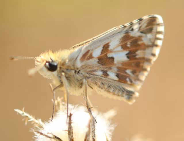 Pyrgus onopordi