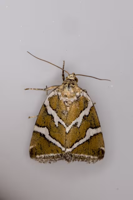 Deltote bankiana