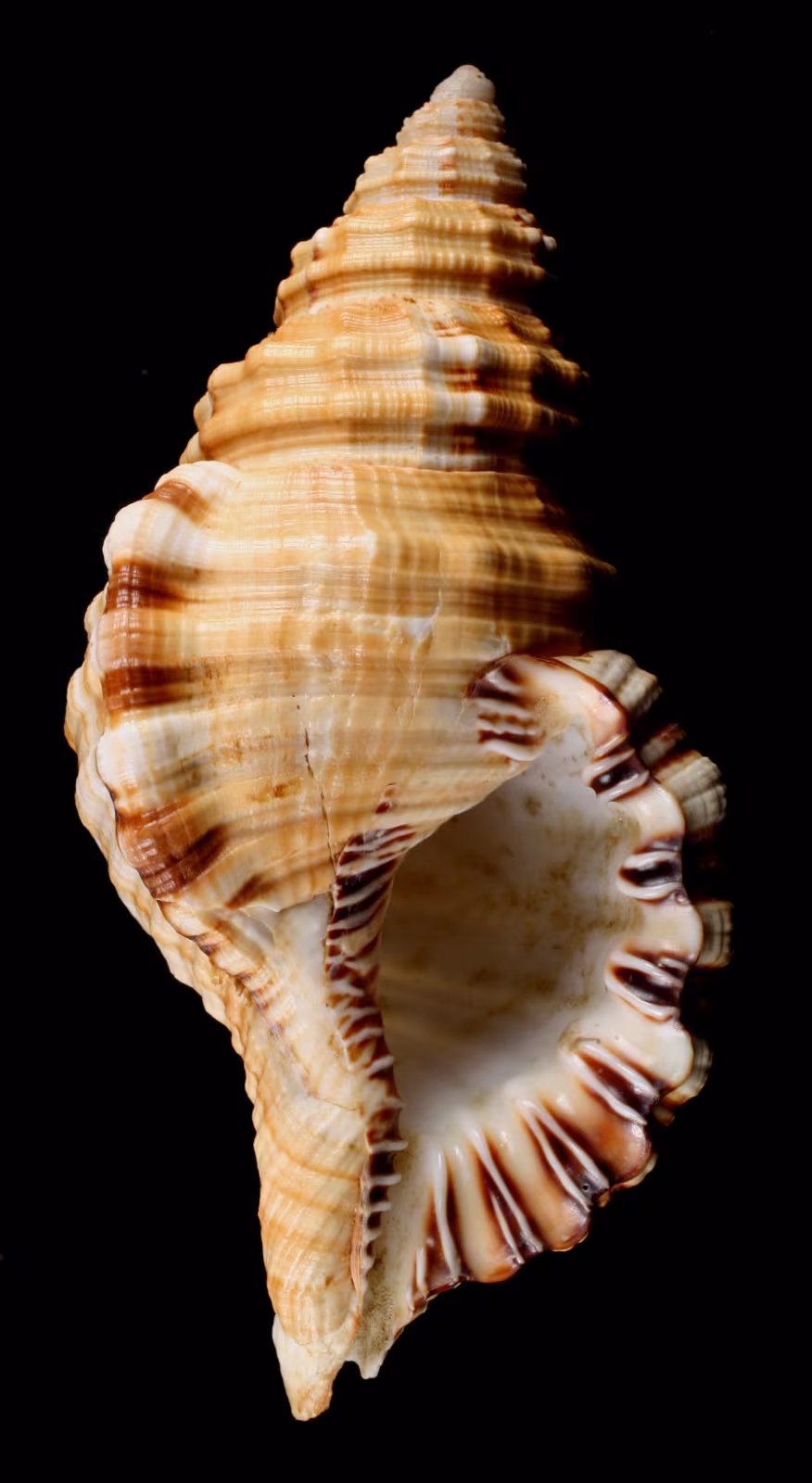 Monoplex corrugatus