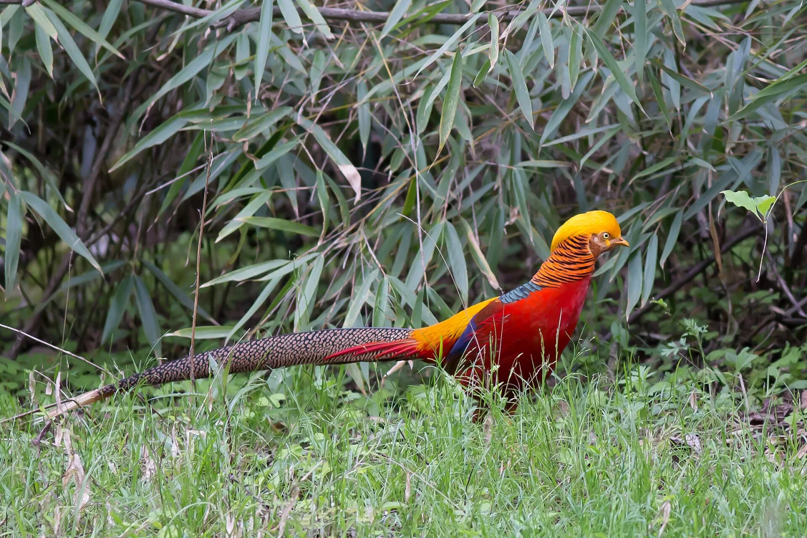 Golden Pheasant