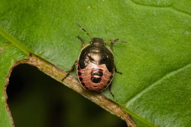 Holcostethus sphacelatus